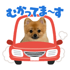 CUTIE DOG_20260314203205