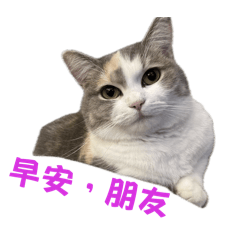 名妹妹的短腿貓