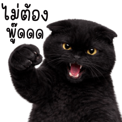 Chubby black cat! Tuatung