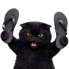 Chubby black cat! Tuatung (No text)