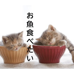 karakara_20260314185524