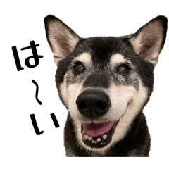 Cookie_20260315091432