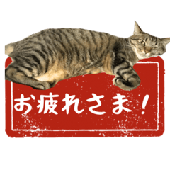 chika_20260314230715