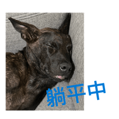 我是焦糖，瑪奇朵在哪裡