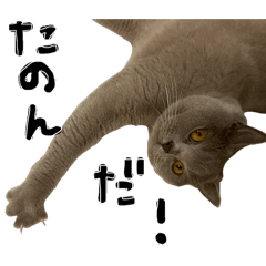 Kelico_20260314235225