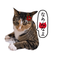 momopan_o0_20260314231400