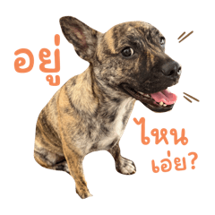 Too cute: puppies & kittens