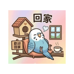 虎皮小鸚鵡 天天