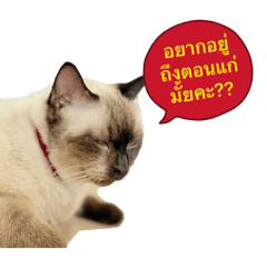 crazybobhair_20260315120218