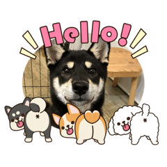 momo_20260315134649