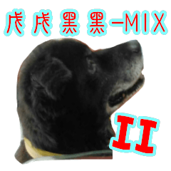 Taiwanese Dog II