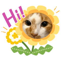 Too cute: puppies & kittens 1