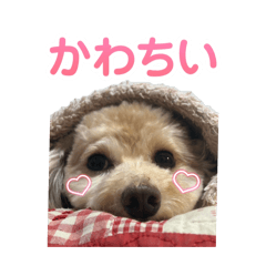 Kawaii dog stamp for daily use