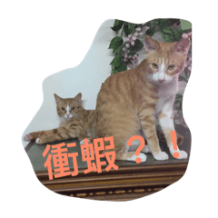 PeanutButterCats