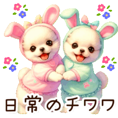 【動く】チワワの可愛い日常