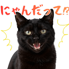 Cute Black Cat Daily Stickers SSSD