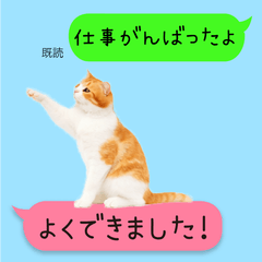 VeryVery Cute Scottish Fold