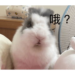 兔兔好開心