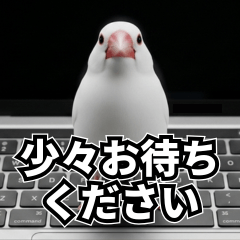 White Java Sparrow: Polite & Surreal