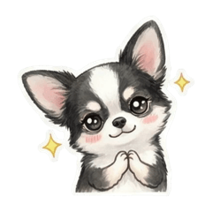 Chihuahua(Black & White) Daily Life