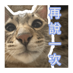 小喵喵對上臭腳腳