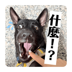 家有三犬-罵丸、巴适、多多