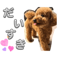 towa_karaage dog