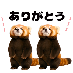 Synchro! Red panda babys