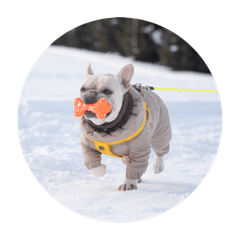 Sumire_20260316102721