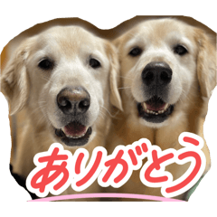 Chibo_20260316101311