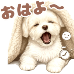 maltese pomeranian mix  Roge