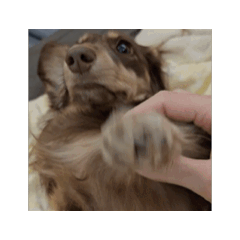 cuteeeee Bagel ！2