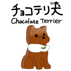 Chocolate terrier