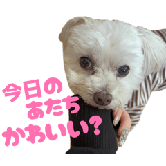 kohachann_20260315112256