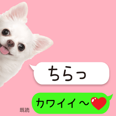 Fukidashi chihuahua