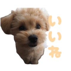 stupid boy_20260316130654