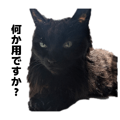 hiyoko_20260316130018