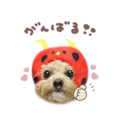 uchinoko_honpo._20260316131339