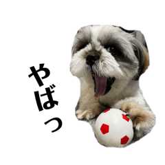 shih tzu dog.utakoto
