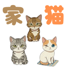 Cats: Cozy Home Life