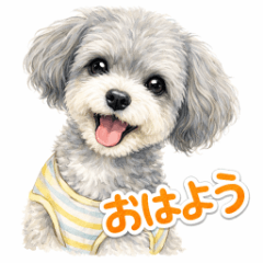 Happy the Silver-Grey Chipoo