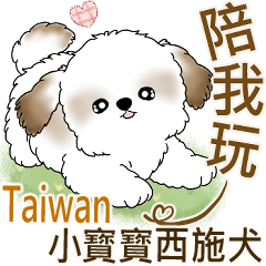 Taiwanese Baby Shih Tzu