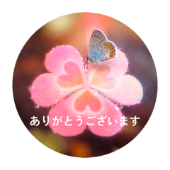 iwame_20260315141313