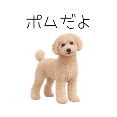 toy poodle pomu