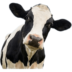Holstein live action