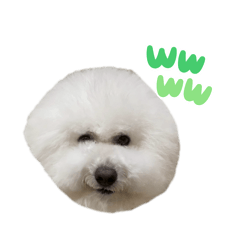 my bichon