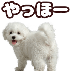 動く！ビションフリーゼ