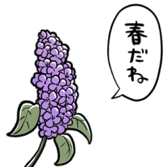 しゃべるライラック