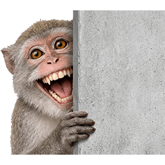 The Formosan macaque is all smiles.