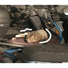 豪貓 cat belly